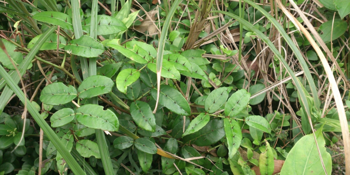 cây xuyên tiêu - Image 5